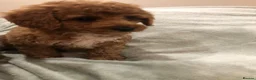 Cavapoo dogs for sale: 🐾Adventures of a curly cavapoo🐕 in Chessington - Advert 7