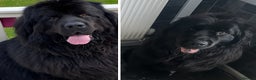 Newfoundland dogs for sale: Stunning Newfoundland Puppies Kc Reg 🐾  - Advert 9