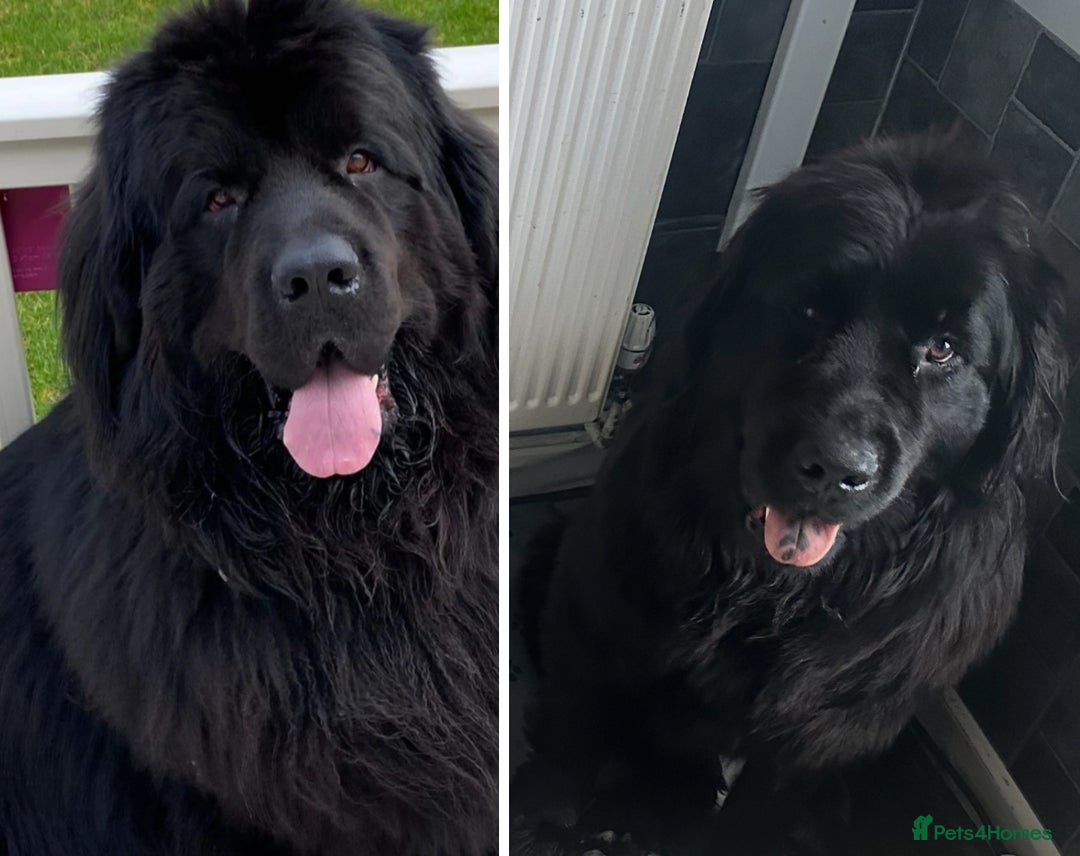Newfoundland dogs for sale: Stunning Newfoundland Puppies Kc Reg 🐾  - Advert 9