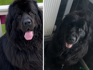 Newfoundland dogs Stunning Newfoundland Puppies Kc Reg 🐾 - Advert 3