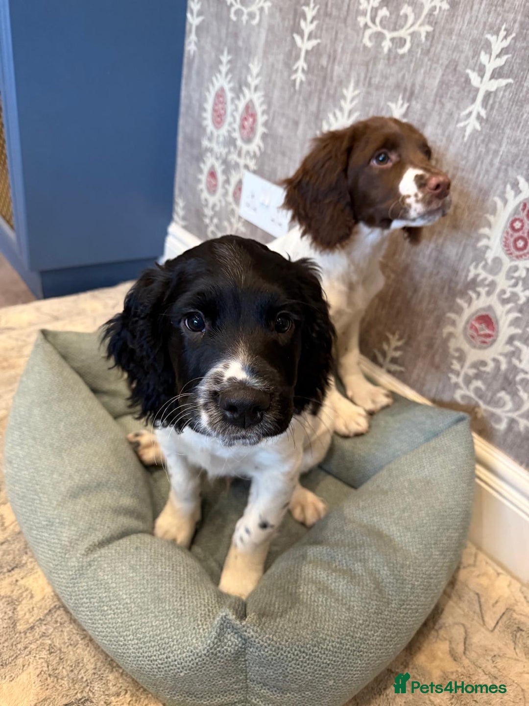 English Springer Spaniel dogs for sale: READY NOW. Kc Registered Springer Spaniel Pup  - Advert 5