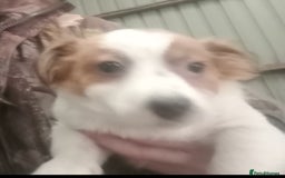 Jack Russell dogs for sale: Jack Russell Puppies - Advert 4