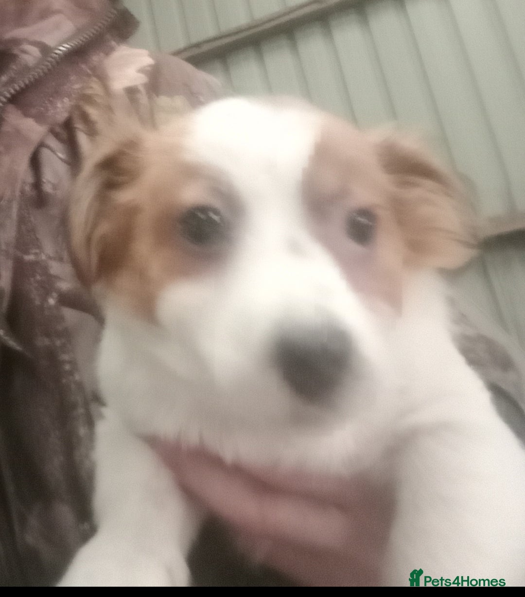 Jack Russell dogs for sale: Jack Russell Puppies - Advert 4