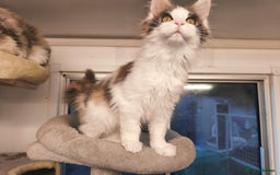 Maine Coon cats for sale: GCCF registered Maine Coon - Image 11