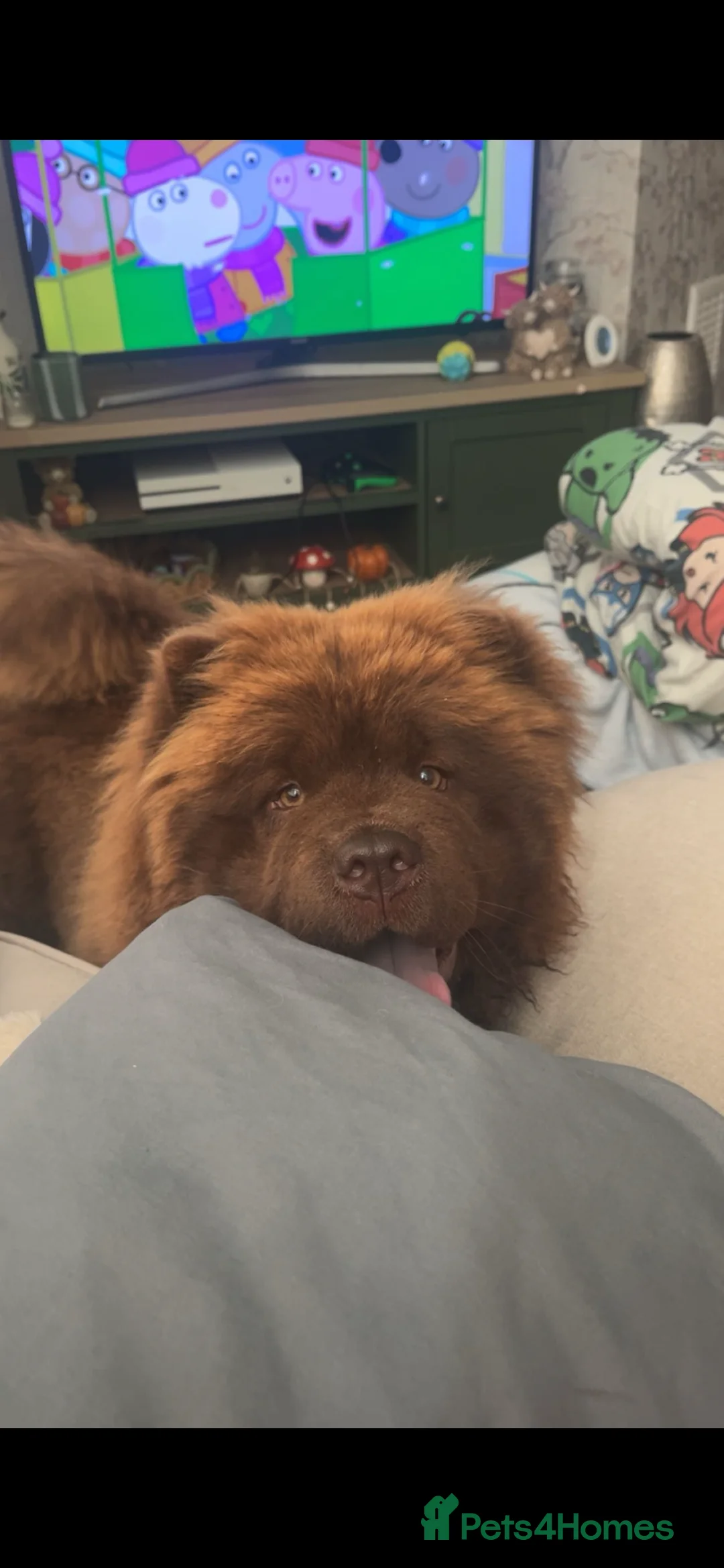 Chow Chow dogs for sale: Chocolate Chow - Advert 2