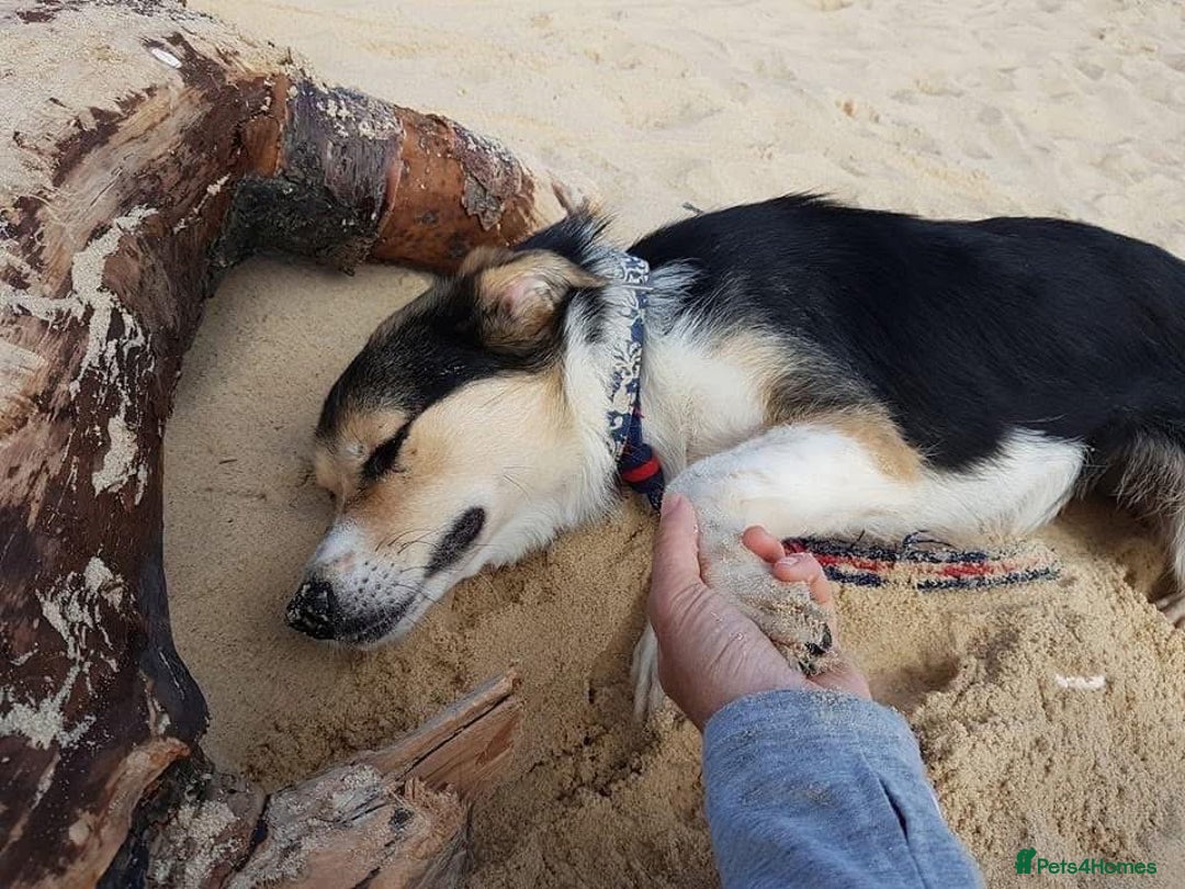 Mixed Breed dogs for adoption: Tara - Norwich Norfolk  - Advert 16