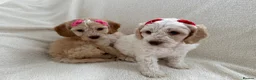 Cockapoo dogs for sale: READY TO GO F1 cockapoo puppies just 2 girls left  - Advert 18