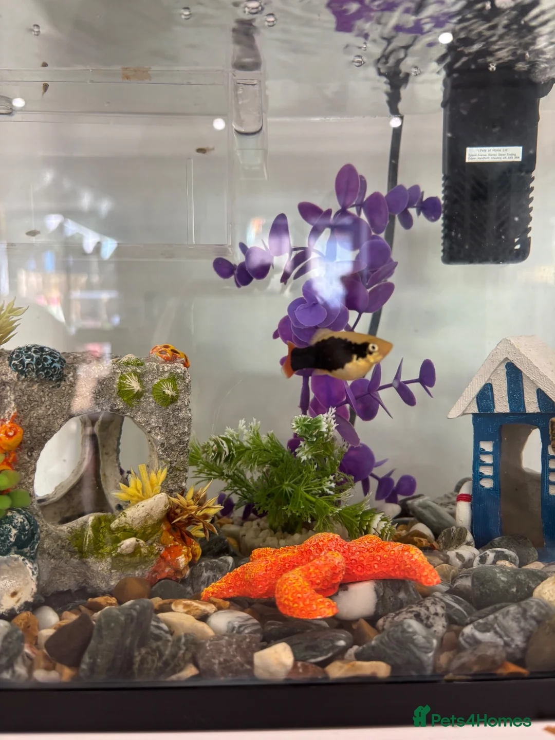 Platies fish for sale: 2 x Platy in Bristol - Advert 2