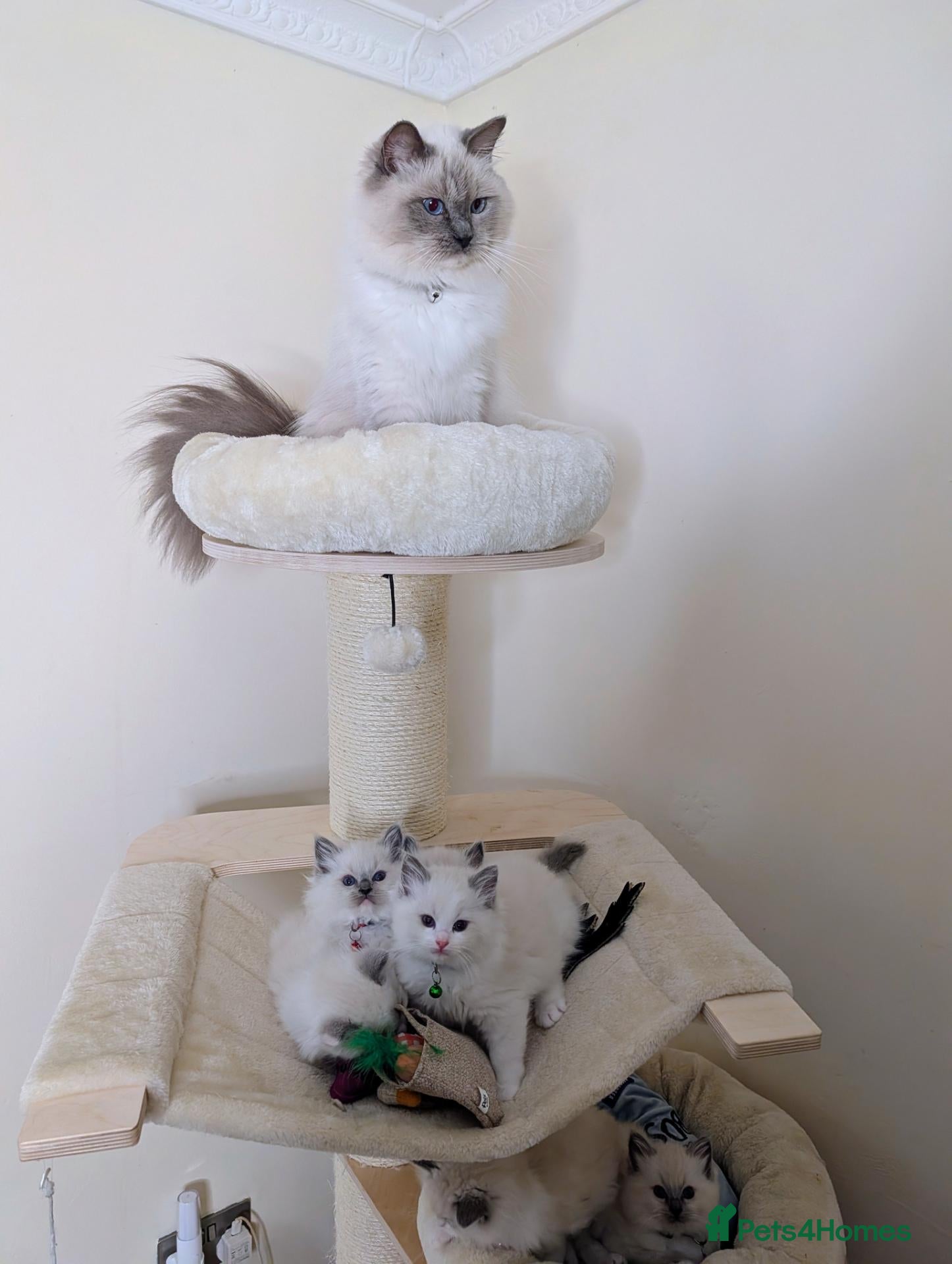 Ragdoll cats for sale: 🏆Tica Registered kittens from EU champion lines🏅 - Advert 2