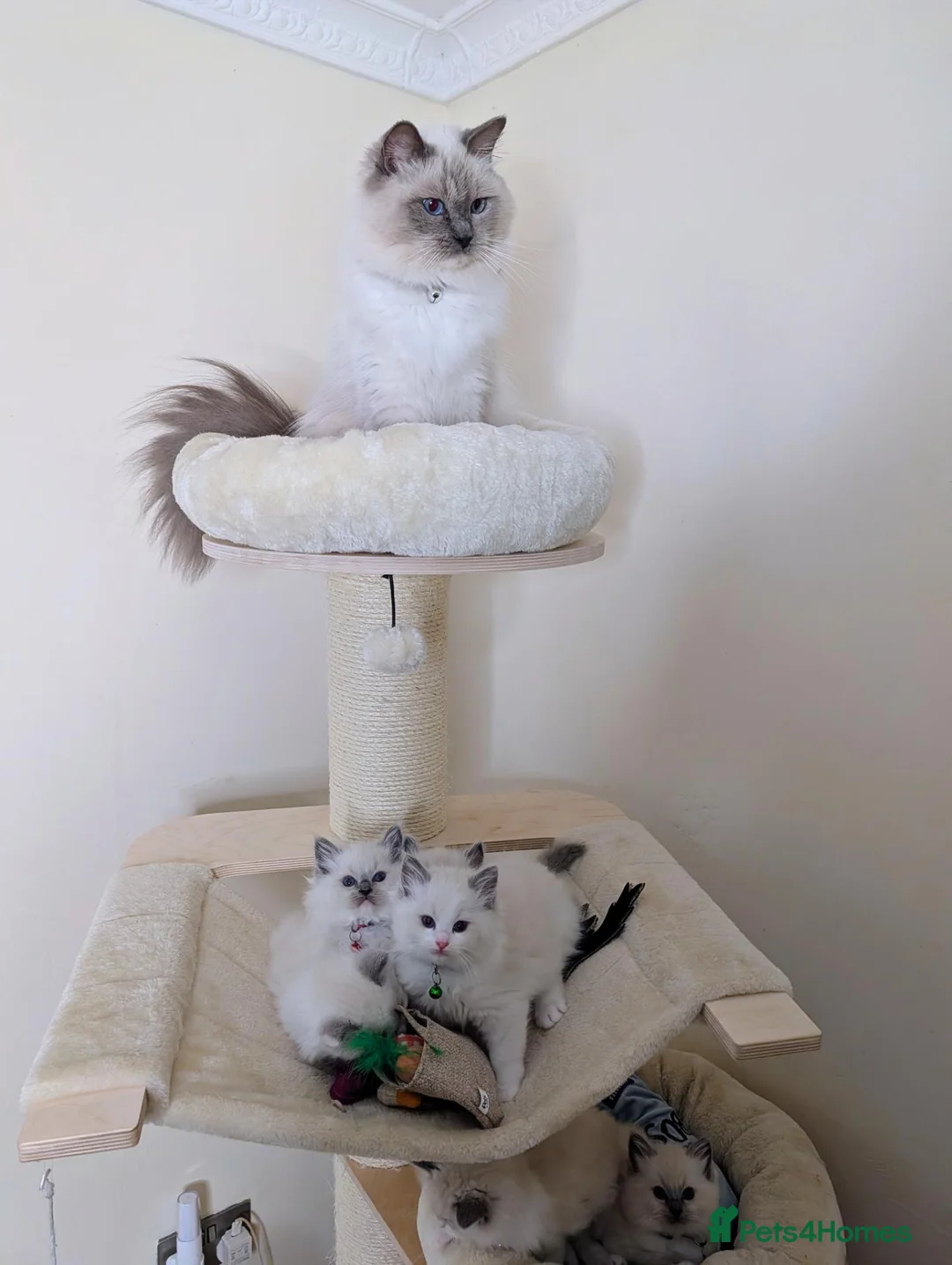 Ragdoll cats for sale: 🏆Tica Registered kittens from EU champion lines🏅 - Advert 2