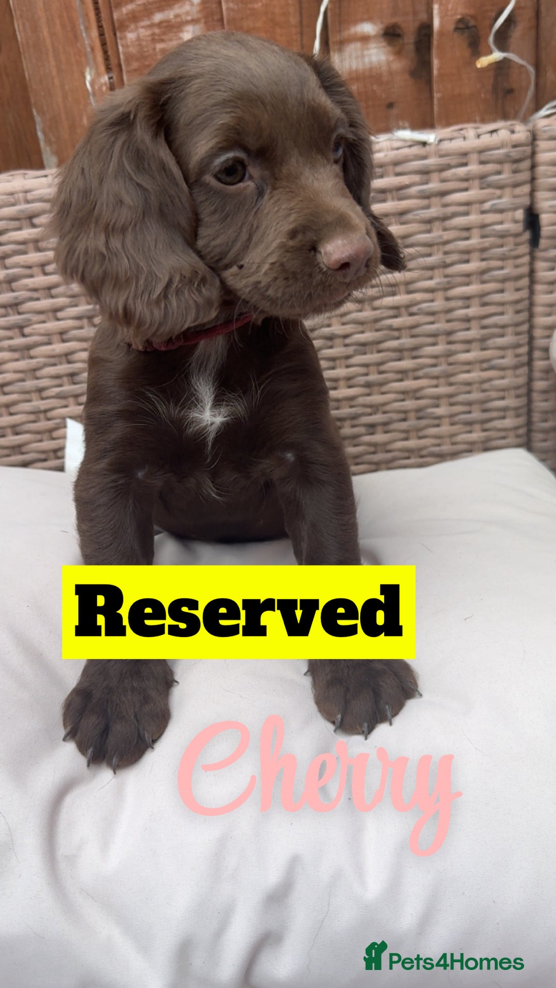 Cocker Spaniel dogs for sale: *1 Puppy left* Cocker spaniels READY TO LEAVE  - Image 10