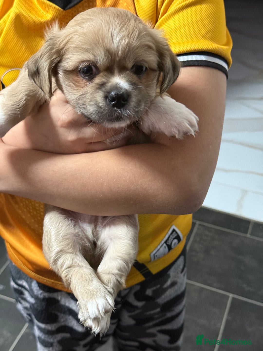 Tibetan Spaniel dogs for sale: Tibetan spaniel  - Advert 3