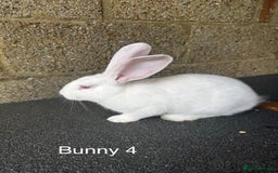Continental Giant rabbits for sale: Pure continental giant rabbits - Image 8