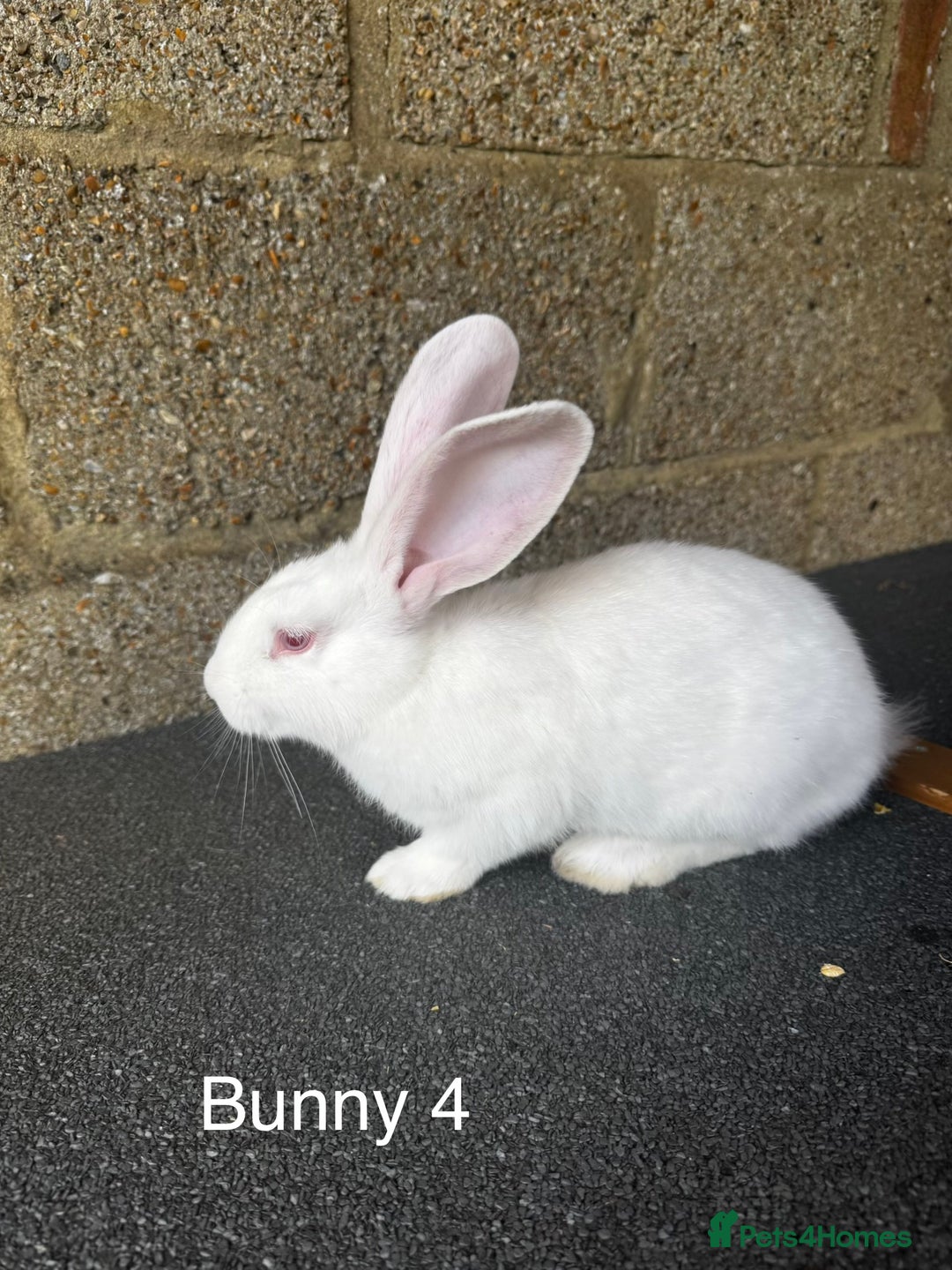 Continental Giant rabbits for sale: Pure continental giant rabbits - Image 8