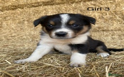 Border Collie dogs for sale: Adorable Border Collie Puppies for sale  - Image 5