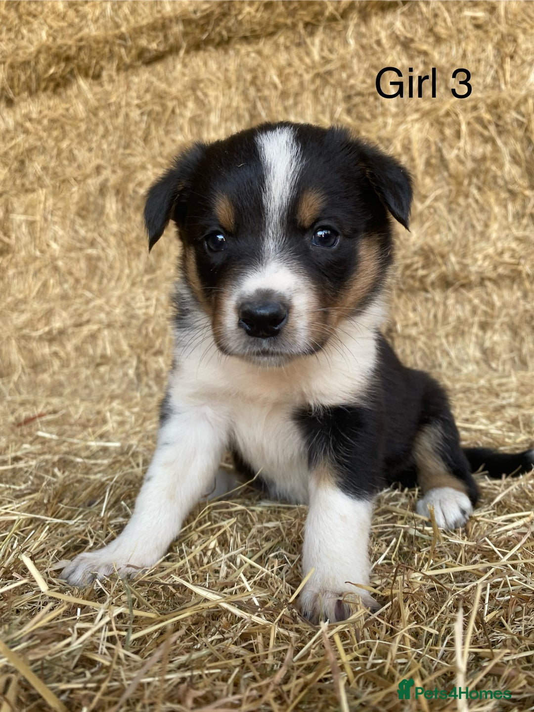 Border Collie dogs for sale: Adorable Border Collie Puppies for sale  - Image 5