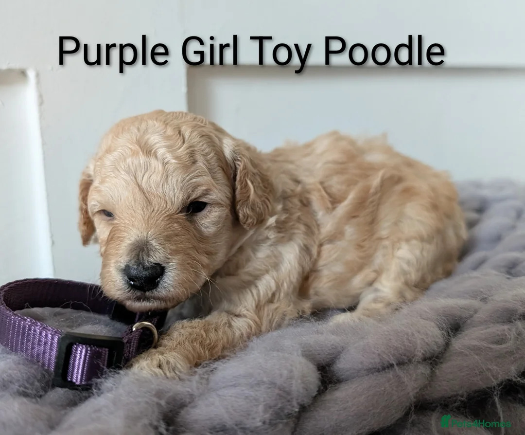 Toy Poodle dogs for sale: Stunning KC Reg Toy Poodle Puppies  - Advert 4