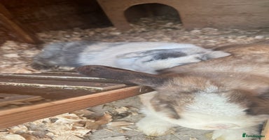 Mini Lop rabbits - Advert 5