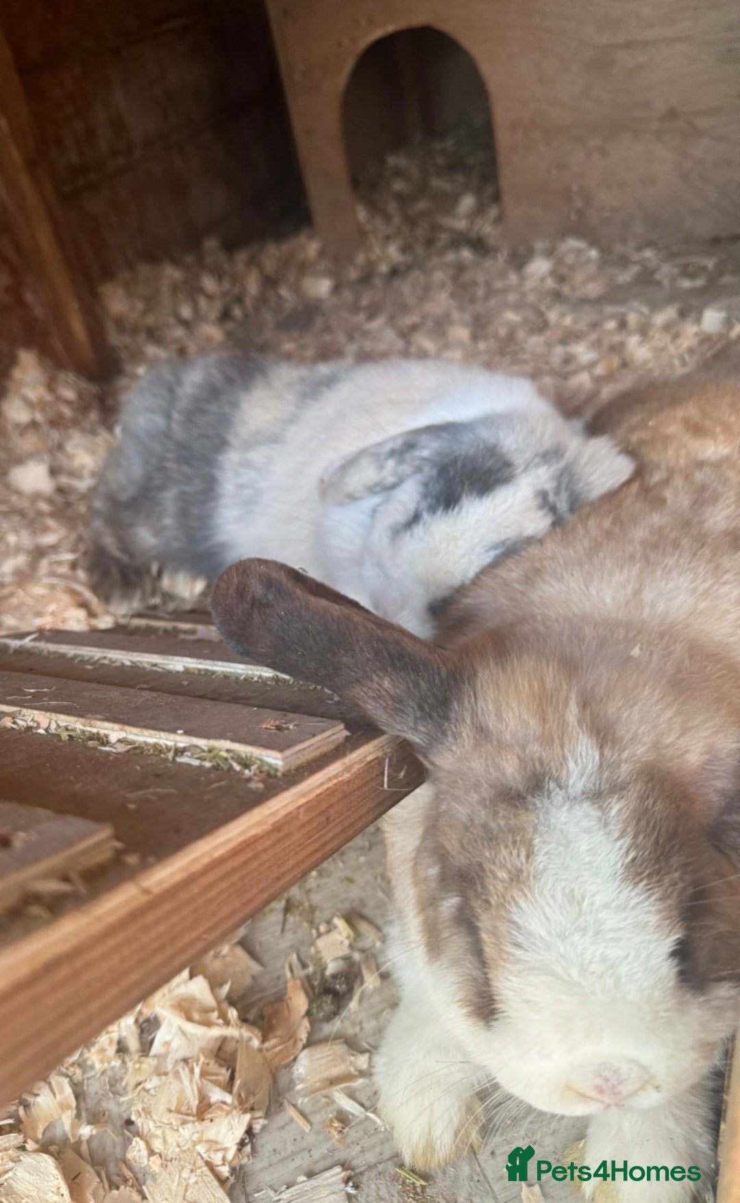 Mini Lop rabbits for sale: Two beautiful bonded mini lop females - Image 3