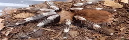 Tarantulas invertebrates for sale: Tarantulas for sale  - Advert 2