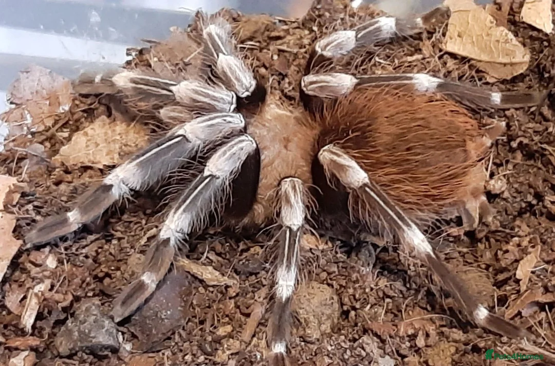 Tarantulas invertebrates for sale: Tarantulas for sale  - Advert 2