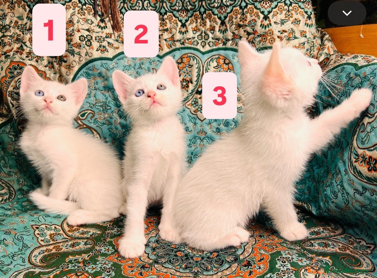 Turkish Angora cats Kittens x 6, Turkish Angora. White and Tabby - Advert 16