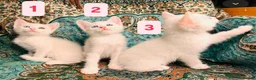 Turkish Angora cats for sale: Kittens x 6, Turkish Angora. White and Tabby in Wembley - Advert 1
