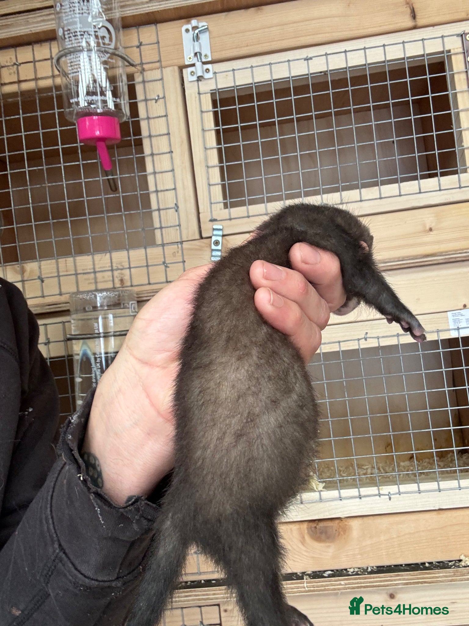 Ferret rodents for sale: Black line  in Cardiff - Advert 3