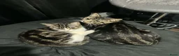 Mixed Breed cats for sale: 15 week old kitten  - Advert 7