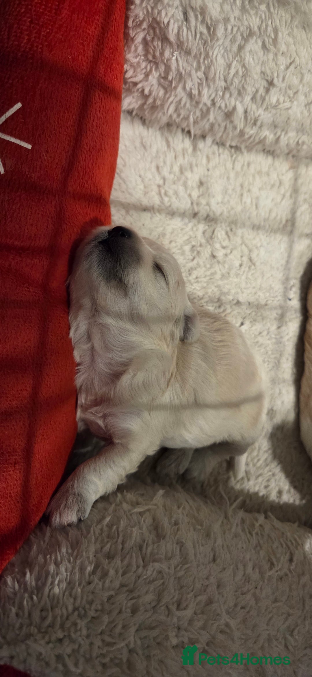 Mixed Breed dogs for sale: Maltons  - Advert 10