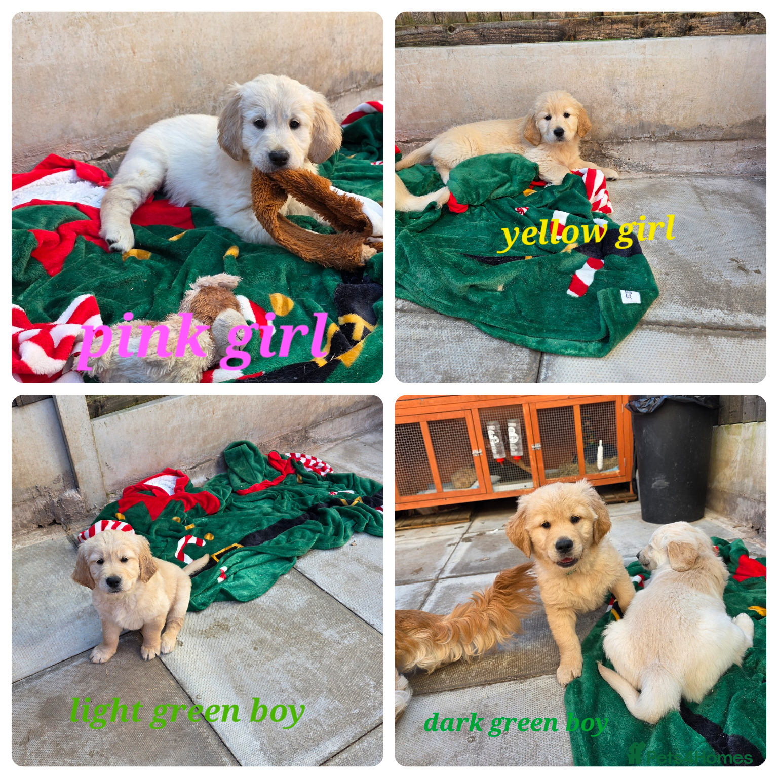 Golden Retriever dogs Lovely Golden retriever puppy ❤️ - Advert 8