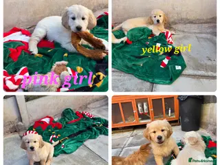 Golden Retriever dogs Lovely Golden retriever puppy ❤️ - Advert 8