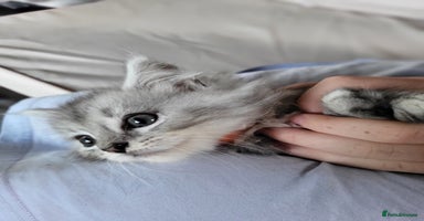 Maine Coon cats - Advert 4
