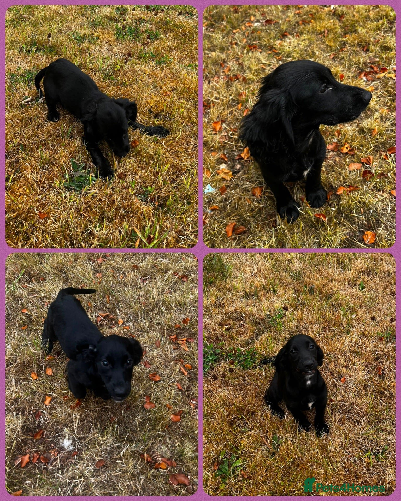 Cocker Spaniel dogs KC Registered Working Cocker Spaniels - Advert 1