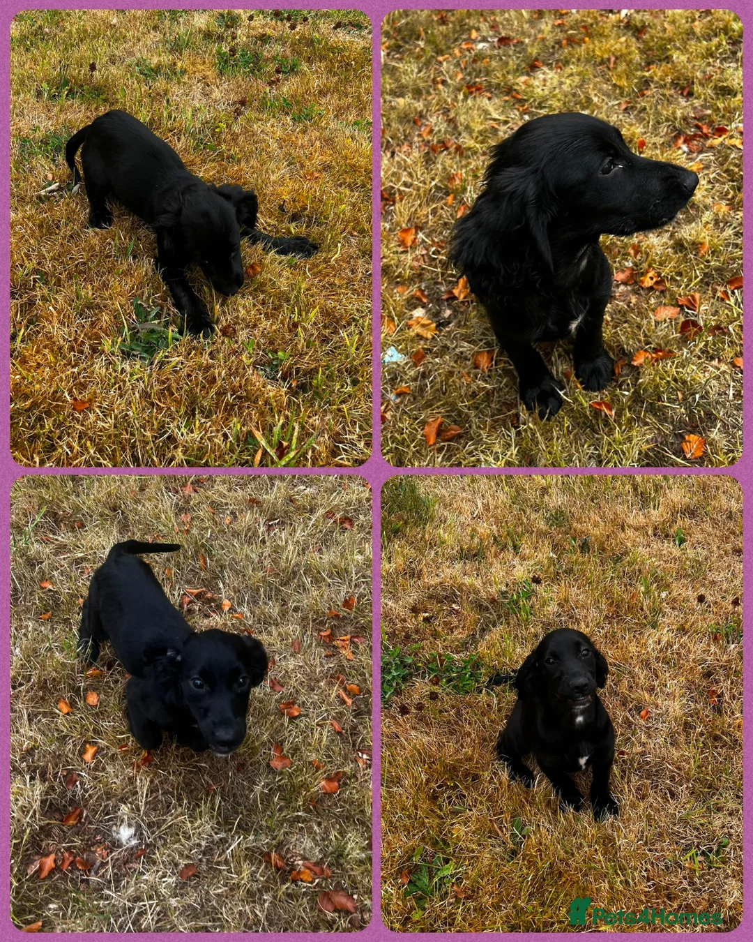 Cocker Spaniel dogs for sale: KC Registered Working Cocker Spaniels - Advert 1