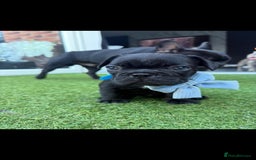 French Bulldog dogs for sale: 5 gorgeous fur babies 🩷 - Image 7
