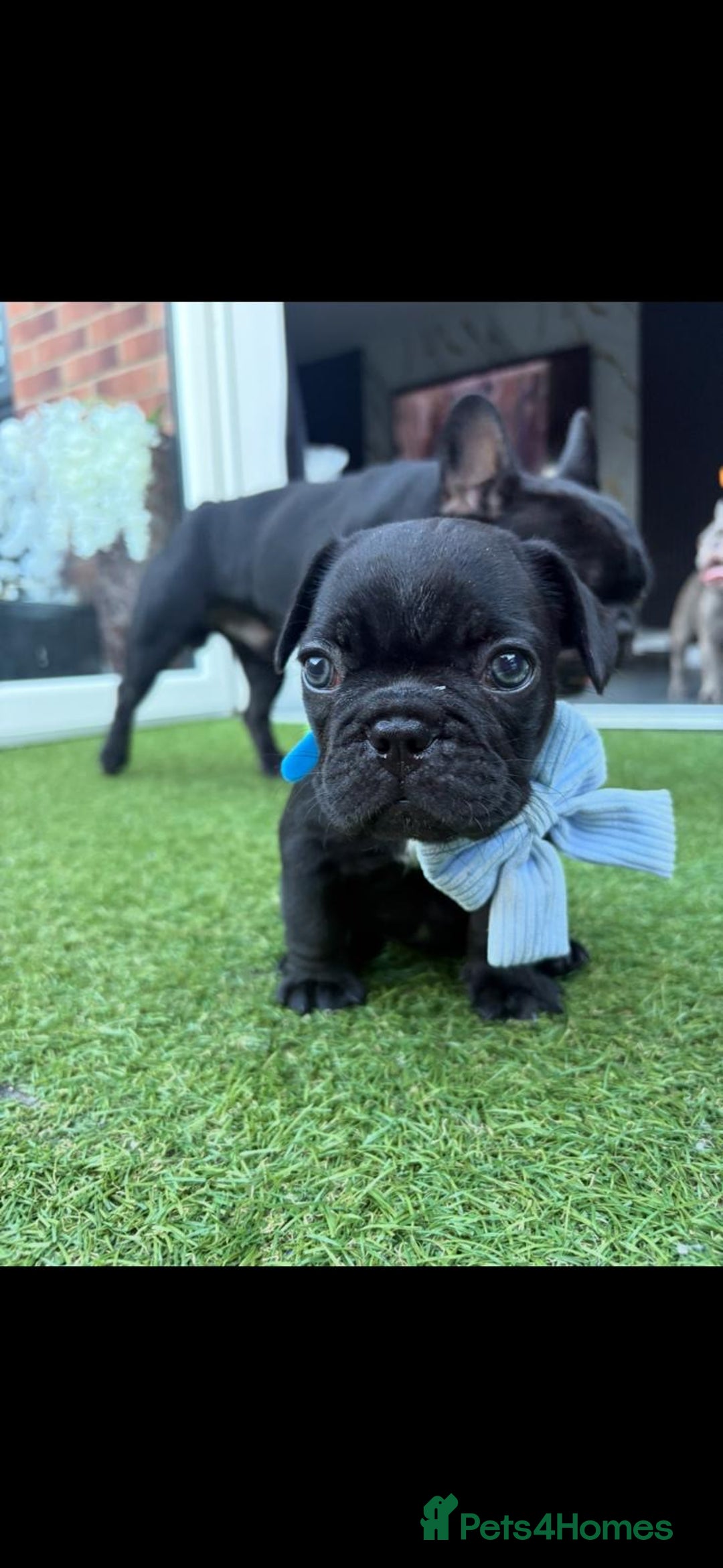 French Bulldog dogs for sale: 5 gorgeous fur babies 🩷 - Image 7