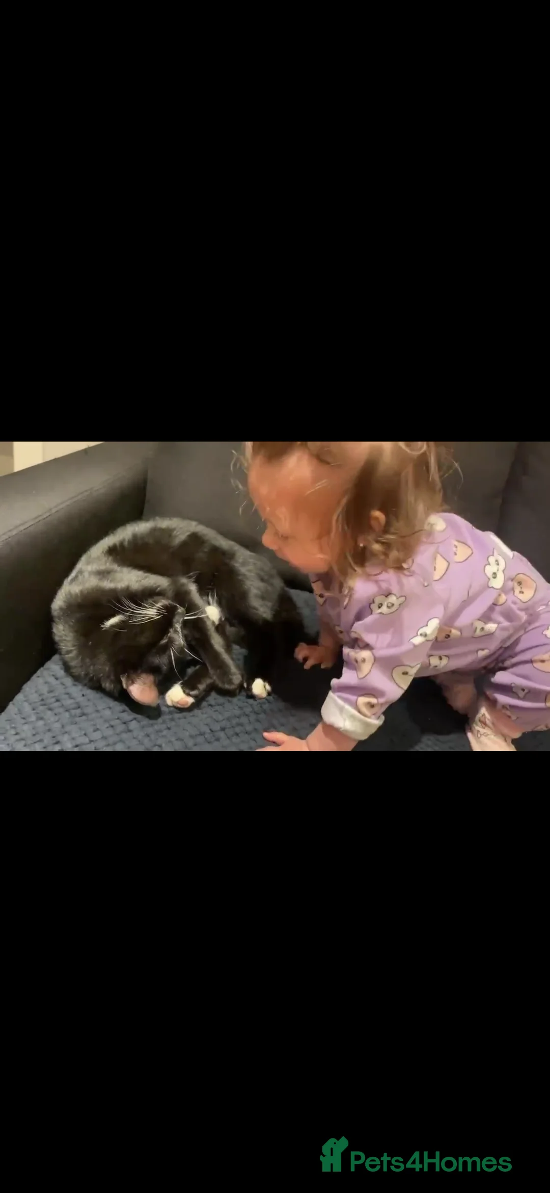 Mixed Breed cats for sale: Two Beautiful Kitten Sisters Looking for  Home - Advert 2