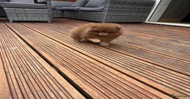 Pomeranian dogs - Advert 3