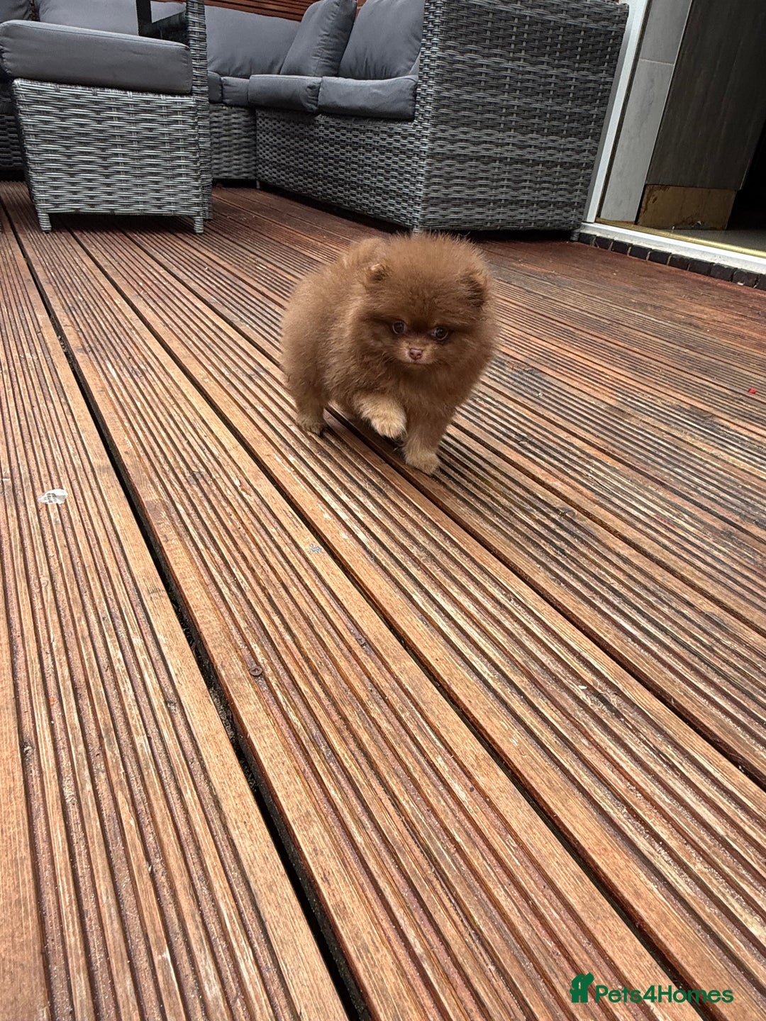 Pomeranian dogs for sale: Super Quite teddy bear Pomeranians puppy’s  - Image 3