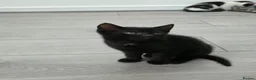 Mixed Breed cats for sale: Black male kitten - Advert 7