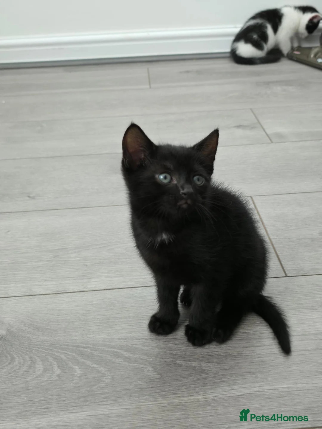 Mixed Breed cats for sale: Black male kitten - Advert 7