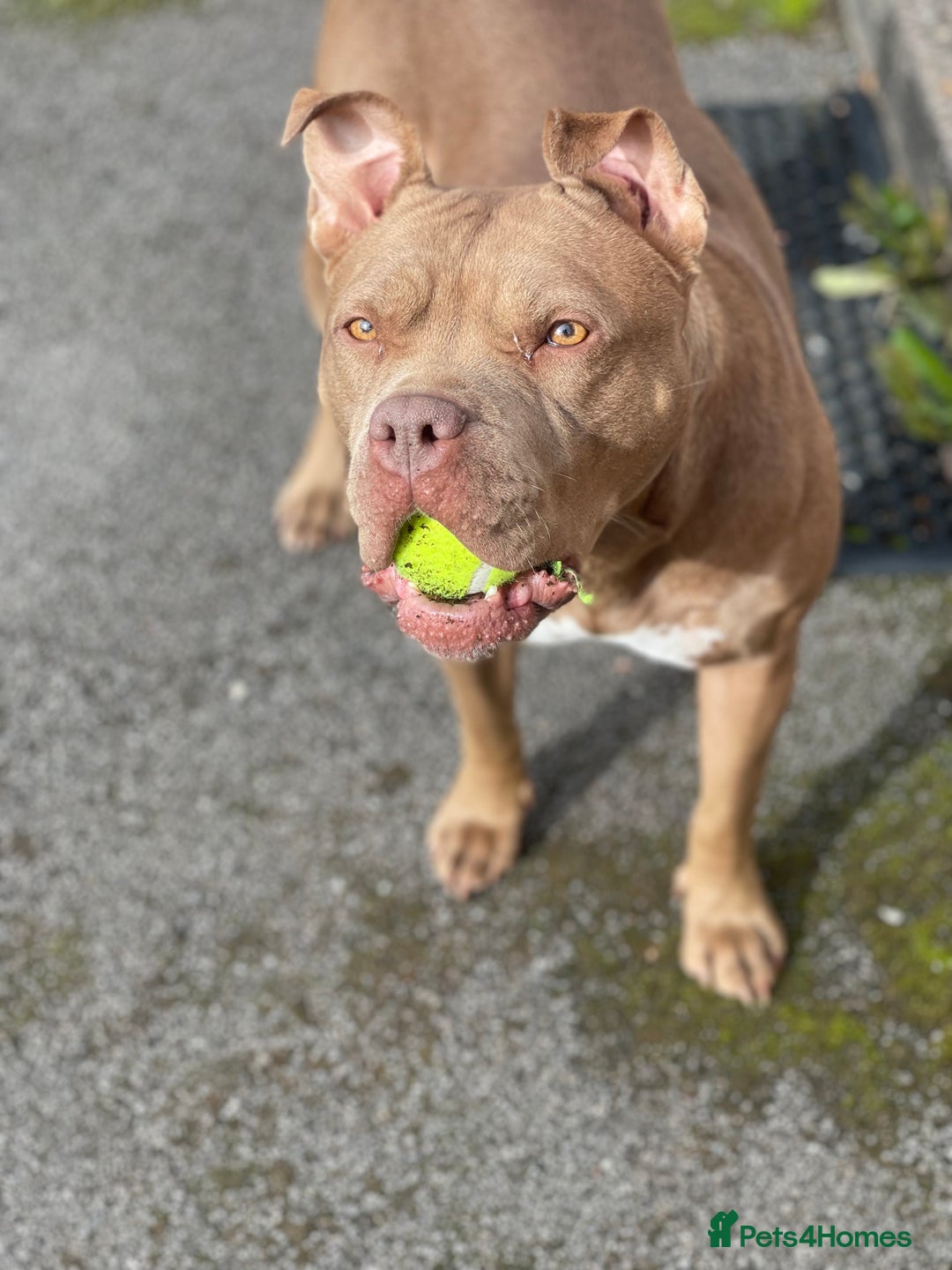 Mixed Breed dogs for sale: American bully/Pit x Rhodesian Ridgeback  - Advert 15