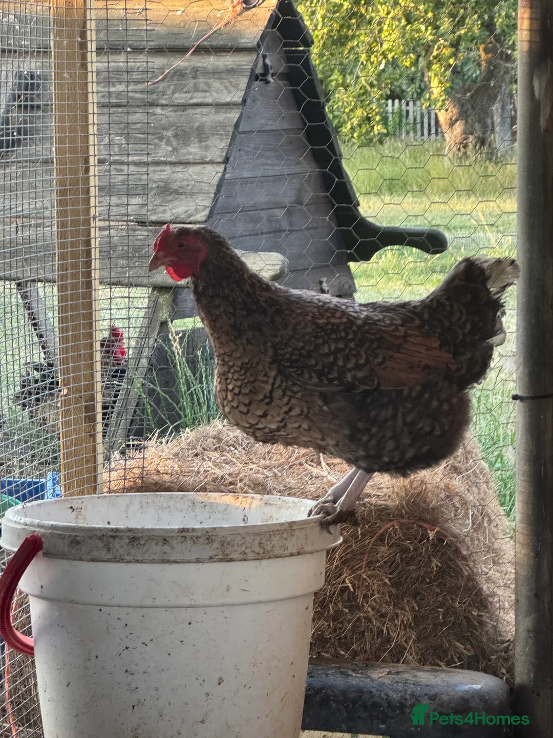 Hens poultry for sale: Buff Orpington’s. Brown leghorns.  cream legbars  - Advert 10