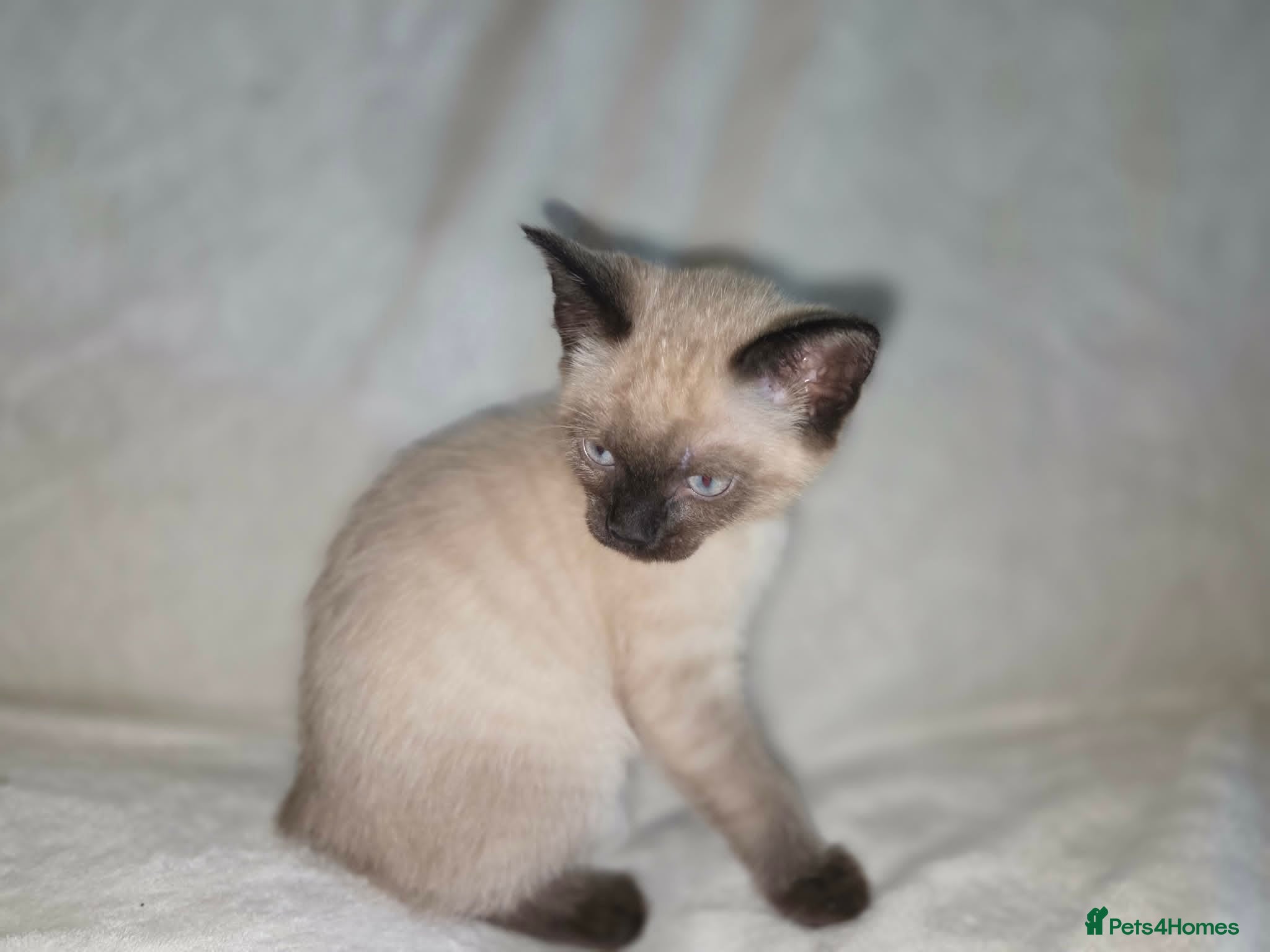 Mixed Breed cats Rag Doll X kitten - Advert 5