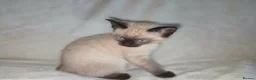 Mixed Breed cats for sale: Rag Doll X kitten - Advert 4