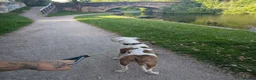 American Bulldog dogs for sale: American Bulldog  in Wigan - Advert 3
