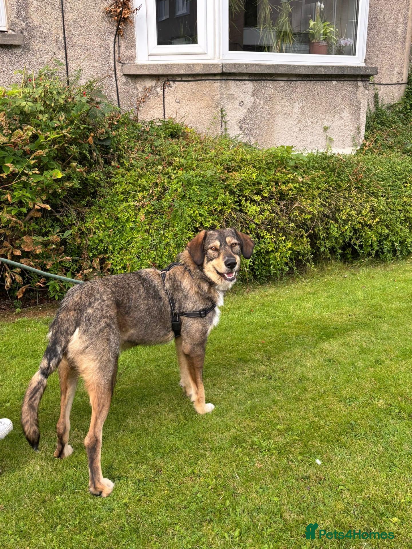 Mixed Breed dogs for sale: Meet Fenya, your new best friend! - Advert 2