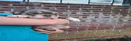 English Bulldog dogs for sale: Fully Vaccinated Ready To leave English Bulldog - Advert 22