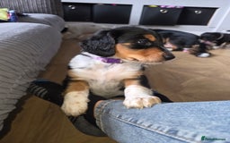 Mixed Breed dogs for sale: Border doodle - Image 28